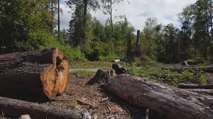 Mulching Services in Bonham, TX