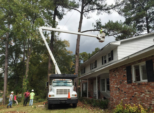 Best Tree Removal  in Bonham, TX