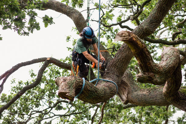  Bonham, TX Tree Care Pros