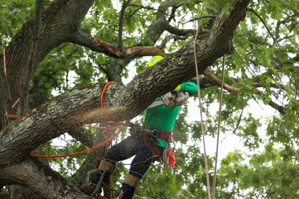 Reliable Bonham, TX Tree Care Solutions