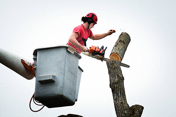 How Our Tree Care Process Works  in  Bonham, TX